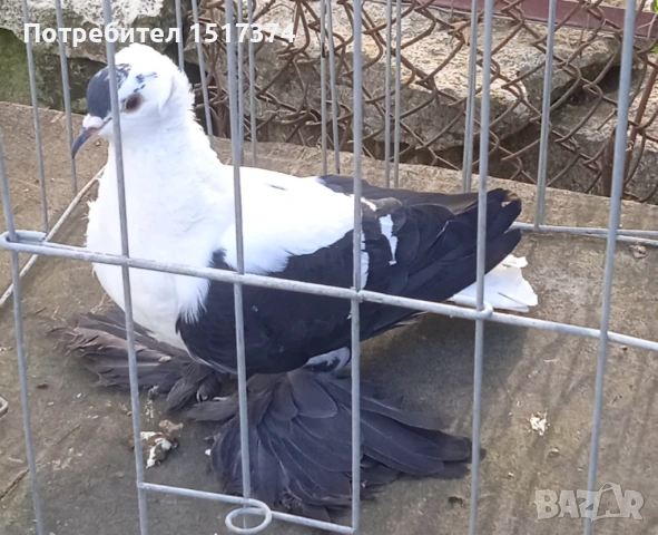 Саксонска чайка, снимка 3 - Гълъби - 54274523