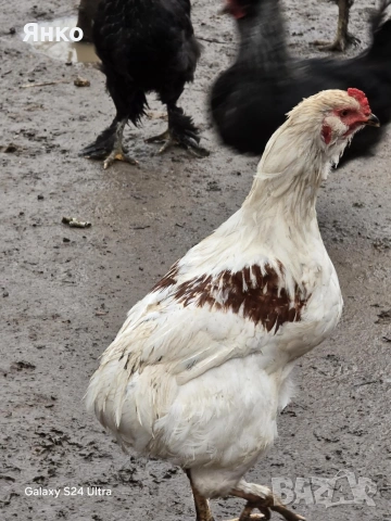 Петли, снимка 15 - Кокошки и пуйки - 52912712