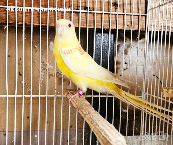 Продавам Пойни Папагали , снимка 6 - Папагали - 52732628