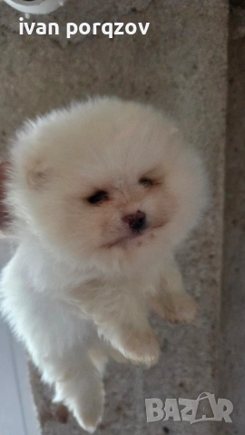 Готови за нов дом померанчета, снимка 8 - Померан - 54211908