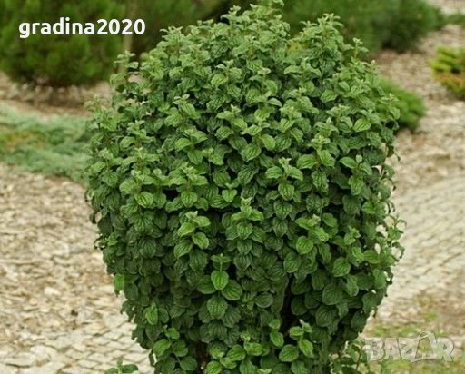 Дрян Компреса, снимка 2 - Градински цветя и растения - 42215024