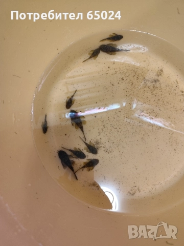 Анциструси. Пинсети, снимка 9 - Рибки - 44669417