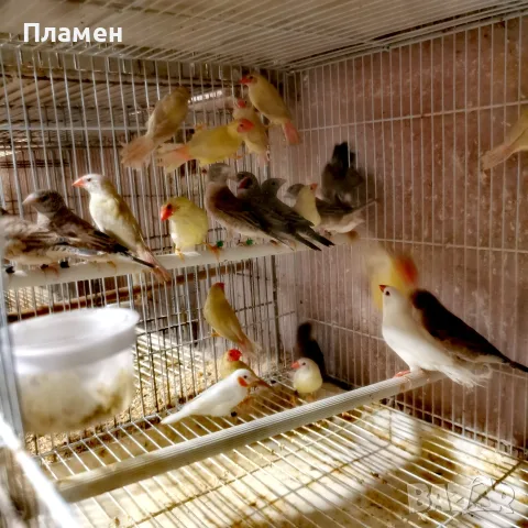 Амадини Амадини , снимка 3 - Амадини - 56376635