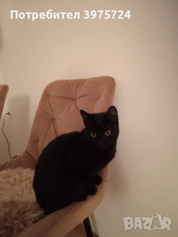 Подарявам коте