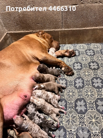 Американско Були ХЛ, снимка 1