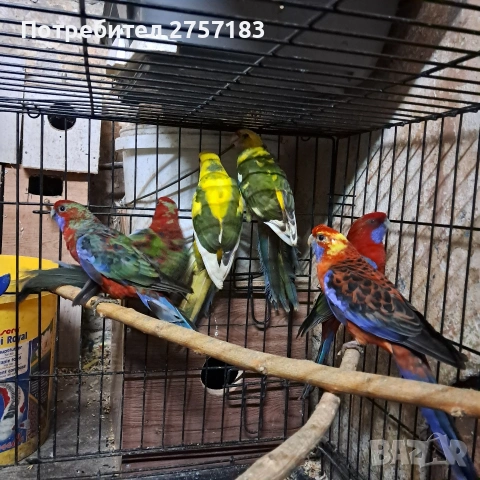 продавам пенантови розели и чифт страки, снимка 6 - Папагали - 53227365