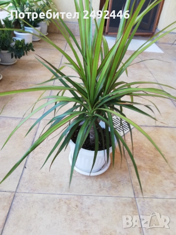 Драцена маргината, снимка 2 - Градински цветя и растения - 51779712