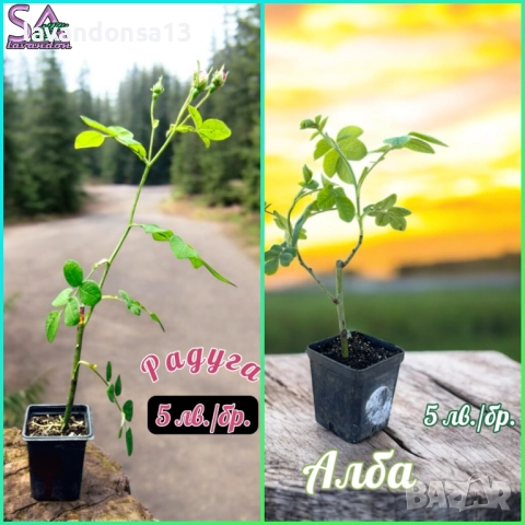 Разсад маслодайни рози, снимка 9 - Градински цветя и растения - 42641069