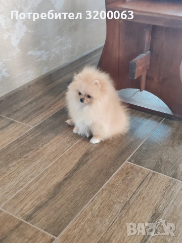 Померан мини размер мъжко.