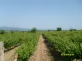 Продавам грозде – Мускат отонел, Каберне совиньон, Памид, снимка 5