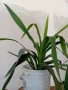 Стайна Палма Юка - 40 см.чисто, без контейнера., снимка 2