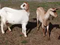 свободни 6 кози + 2 ярета , снимка 6