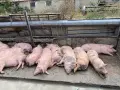 Продавам Прасета, снимка 4