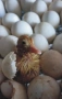 оплодени и проверени Яйца ПАТИЦА -Разплодни яйца за люпене от НЕМИ Патки порода Мускусна Турска, снимка 3