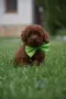 Той пудел Toy poodle, снимка 9