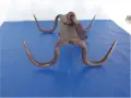Голям кован ченгел, снимка 5