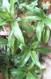 Продавам млади току-що вкоренени млади растения Кализия фрагранс за лечение на болести, снимка 1 - Стайни растения - 39870583