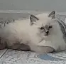 котета Регдол на 2,5месеца, снимка 3