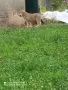 Женско кутре Алабай , снимка 1