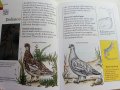 Детска енциклопедия "Animals -my first reference library" - 1994г., снимка 6