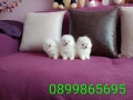Миниатюрни !!! Чисто бели Померани. Реални снимки !!! , снимка 3