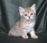 Британски късокосмести котета, снимка 11
