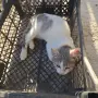 Котенце на 2 месеца и половина, снимка 4