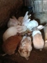 продавам зайци на възраст 5 до 6 месеца, снимка 5