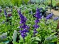 Salvia ‘Sallyfun Deep Ocean’-Градинска Салвия, снимка 2