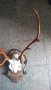 Еленови рога с череп, снимка 2