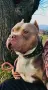 American Bully XL, снимка 13