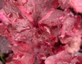 Heuchera ‘Galaxy(Хойхера Галакси), снимка 2