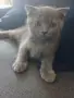 продавам 3 котенца остава 1 момиче, снимка 11
