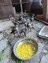 Пилета порода Hint, снимка 6