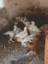 кокошки,пилета,, снимка 3