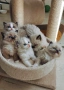 Ragdoll рагдол/регдол  котe / котета, снимка 2