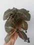 еписция episcia sun gold , снимка 1