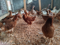Ярки Ломан Браун, снимка 1 - Кокошки и пуйки - 44518157