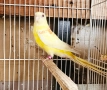 Продавам Пойни Папагали , снимка 6