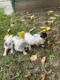 Кученца  логото , снимка 1
