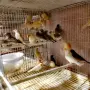 Амадини Амадини , снимка 3