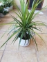 Драцена маргината, снимка 2