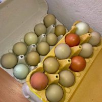 Оплодени зелени яйца, снимка 7 - Кокошки и пуйки - 39960168