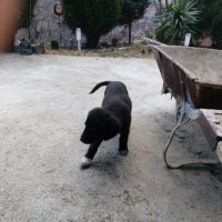 Подарявам малки Кученца. Пловдивско , снимка 11 - Бо - 44168338