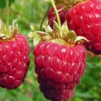 Малина Сорт Туламен - Rubus Tulameen, снимка 1 - Разсади - 42294118