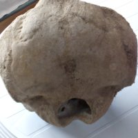 Антики, вкаменелости от тиранозавър зъби и нокът и др, снимка 7 - Други ценни предмети - 39383283