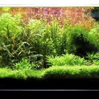 Торове за аквариумни растения, снимка 5 - Други - 40176371