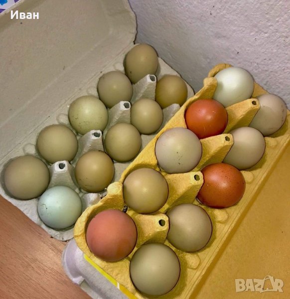 Оплодени зелени яйца в Кокошки и пуйки в гр. Пловдив - ID39960168 ...