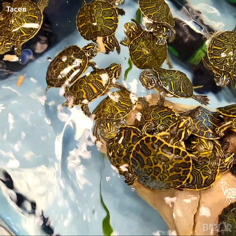 Водни костенурки, снимка 1