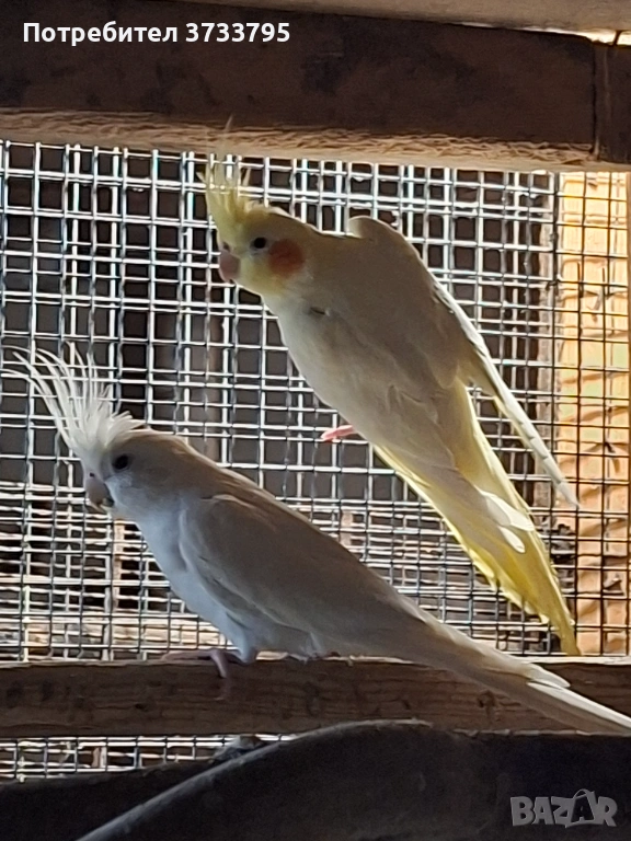 Чифт корели, снимка 1